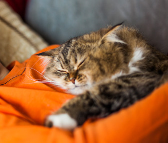 cat-sleeping-on-human-istock-00006561022