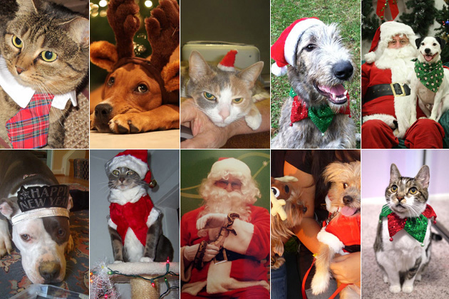 The Cutest Festive Pets in the World
