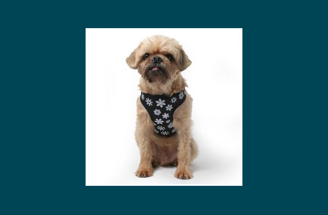 Snowflakes Dog Harness
