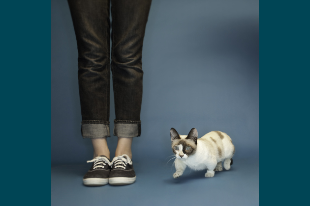 Fizz Girl, the World's Shortest Cat