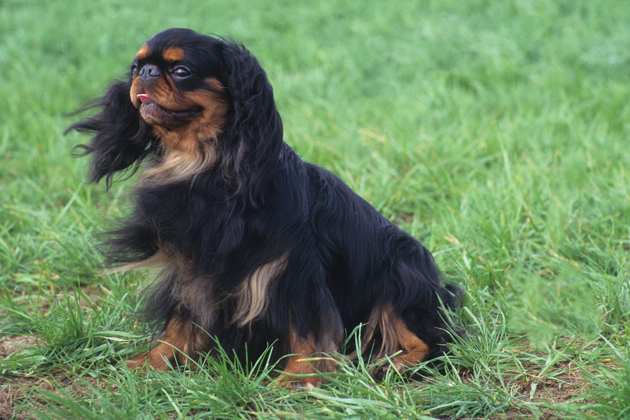 English Toy Spaniel: A Big-Hearted Family Friend