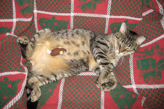 Pets Lying Belly Up