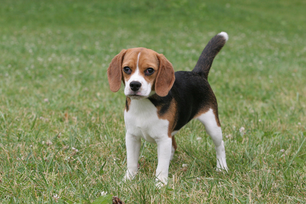 Beagle — Cheerful Companion