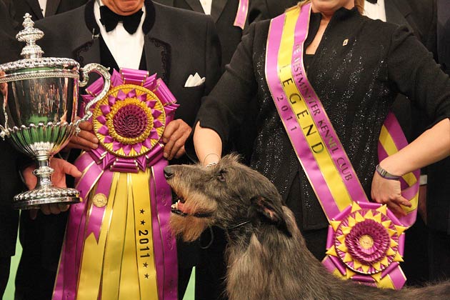 2011: Hickory the Scottish Deerhound