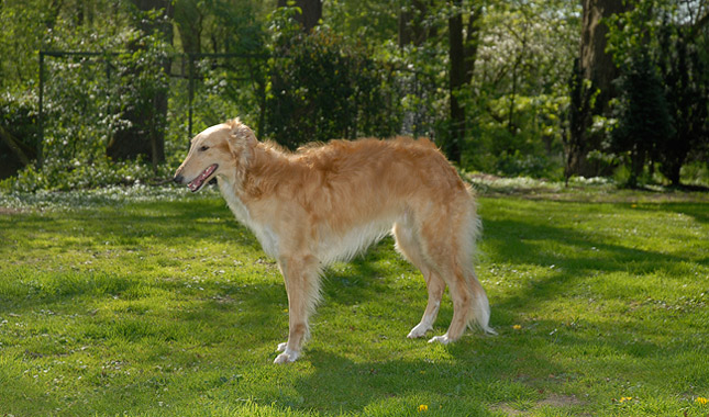 Silken Windhound Dog Breed Information