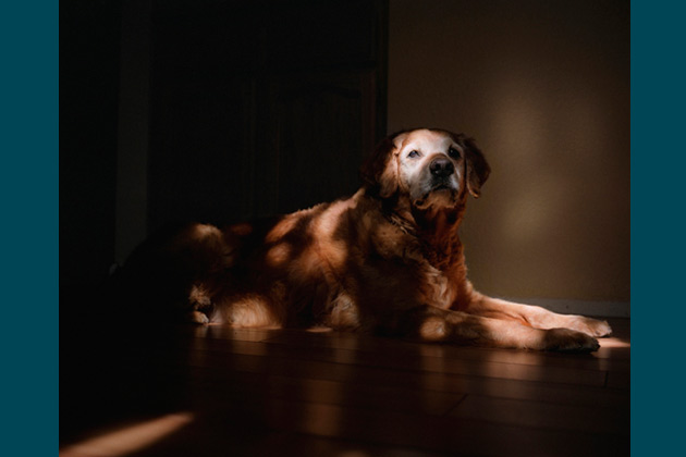 Orion, 13 - Vacaville, Calif.