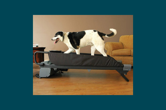 Hammacher Schlemmer Pet Treadmill