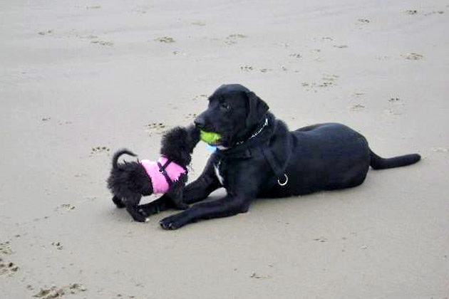 7. Jack and Libbitz