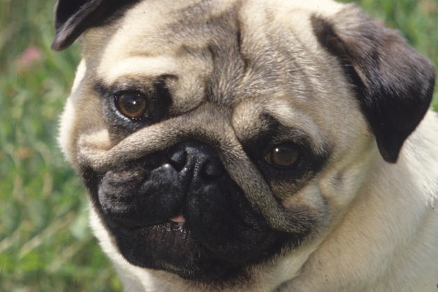 Pug — Everybody's Buddy