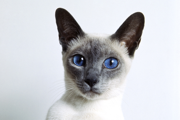 Meet 9 Chatty Cat Breeds