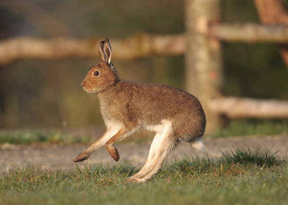 10 Irish Animals to Celebrate on St. Patrick’s Day