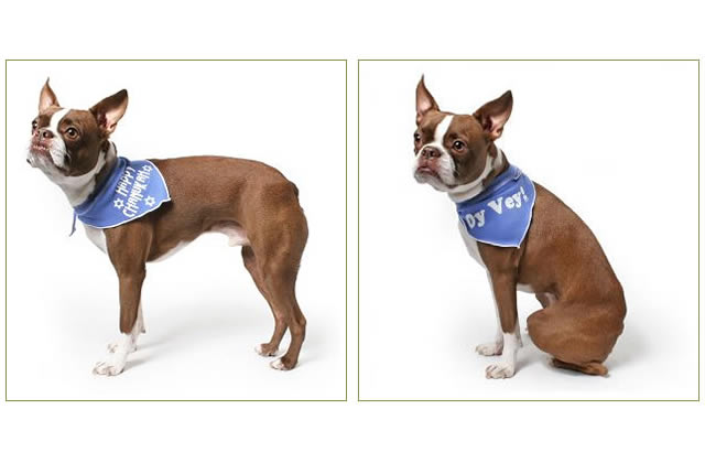 Happy Hanukkah Dog Bandana