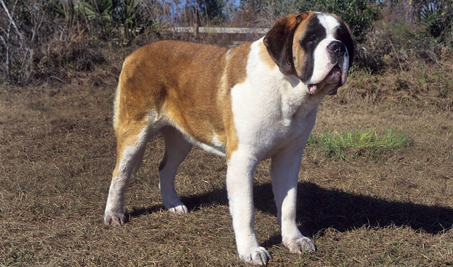 Saint Bernard Dog Breed Information