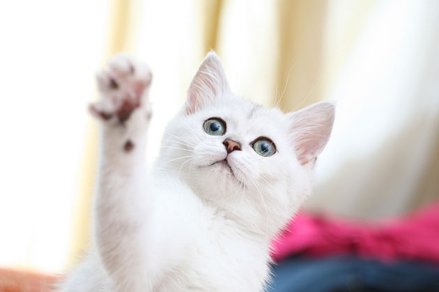 Interact With Your Kitten of Choice