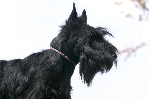 Scottish Terrier
