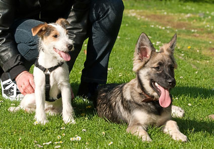 puppies meeting