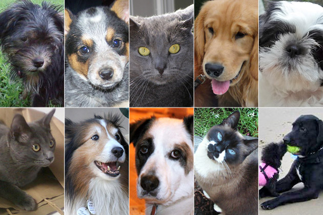 Cute Pet of the Week - October 7, 2011