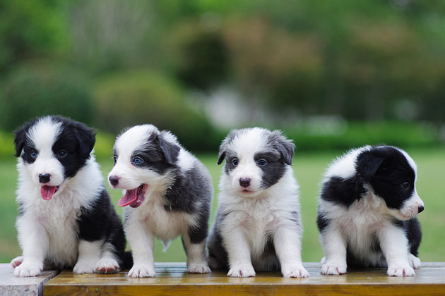 Observe Your Puppy’s Personality
