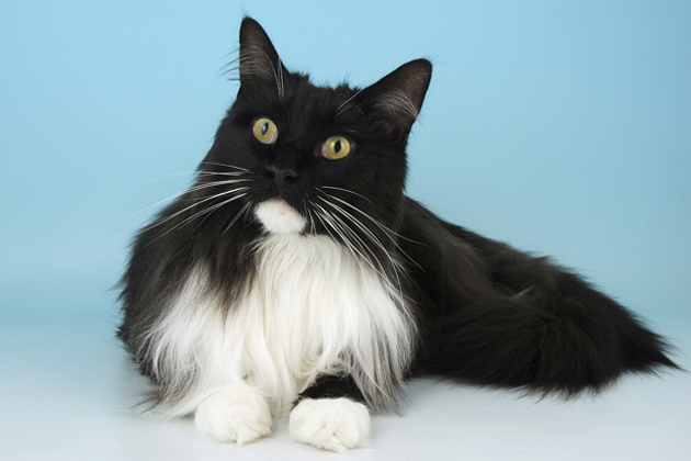 Maine Coon 