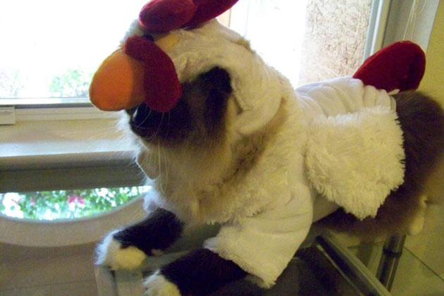 2. Cat Dressed as Chicken