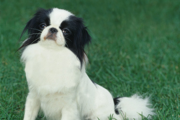 Japanese Chin: Loves To Entertain Family