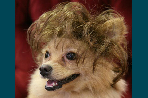 Dog Wigs