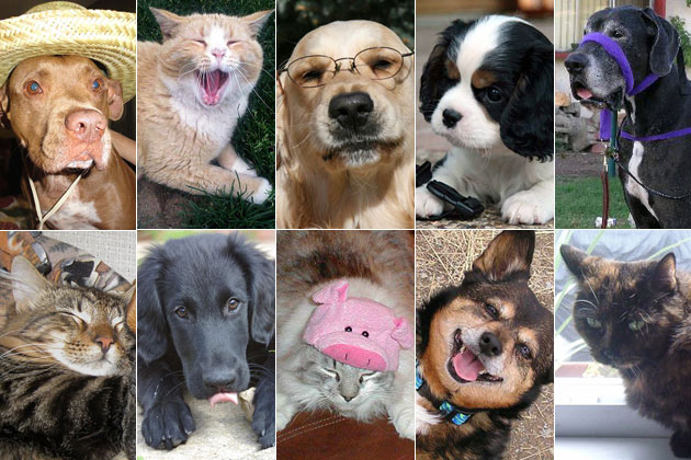 Top 10 Cutest Pets of the Week