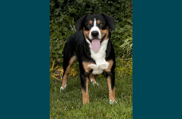 Entlebucher Mountain Dog 