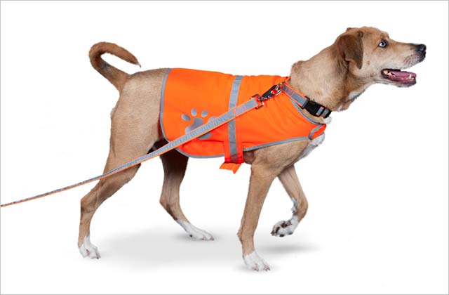 Reflective Safety Gear For Your Dog