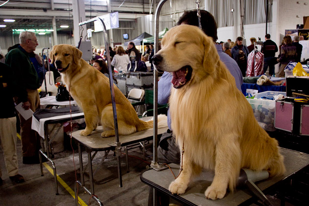 Meet the Breeds