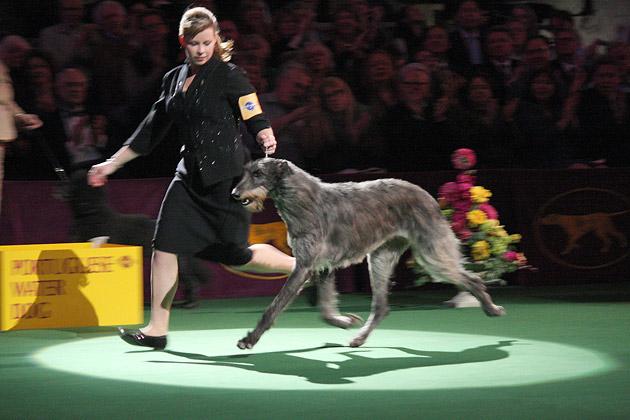 America's Dog Show