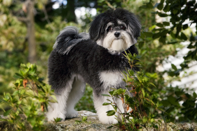 9 Designer Poo Dog Breeds