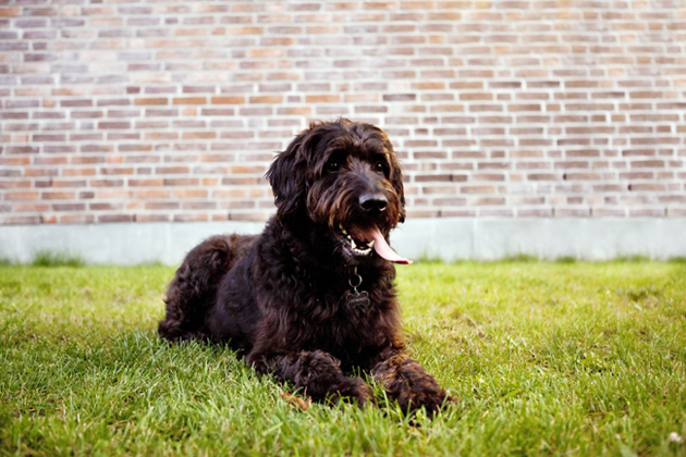 5 Designer Doodle Dog Breeds