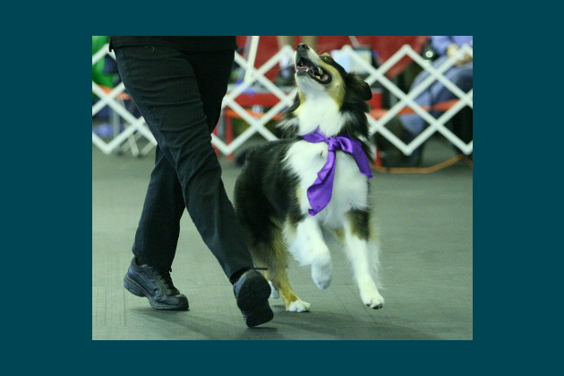 Bust a Move With Listo the Dancing Dog