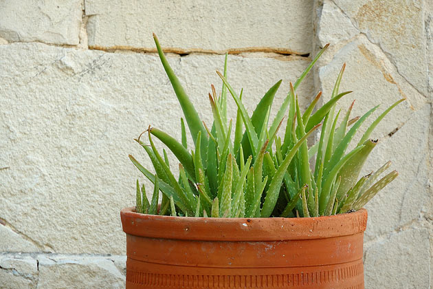 9. Aloe Plant