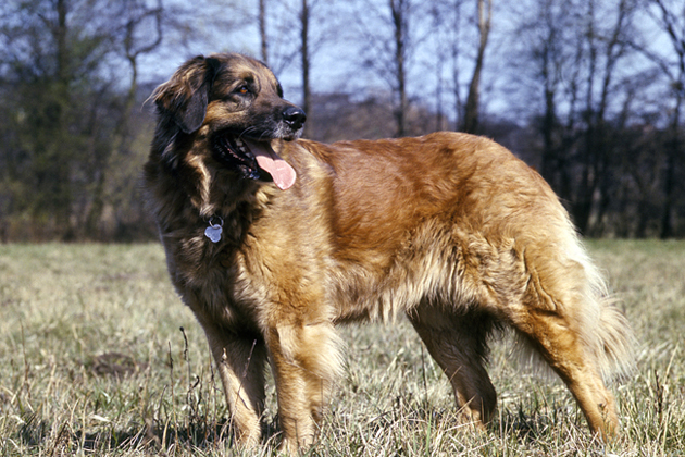 Leonberger