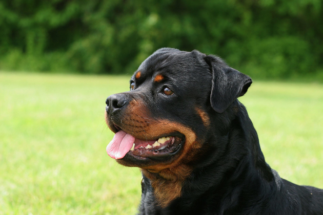Rottweiler