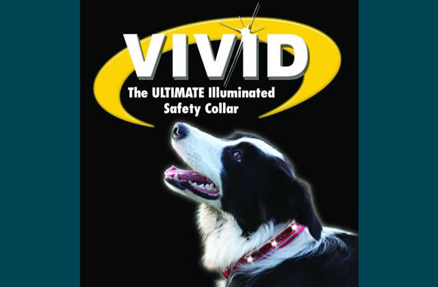 The Company of Animals Vivid Flashing Collar