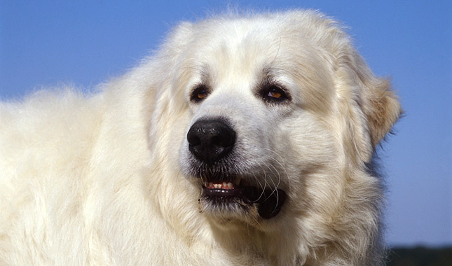 Great Pyrenees Breed Information