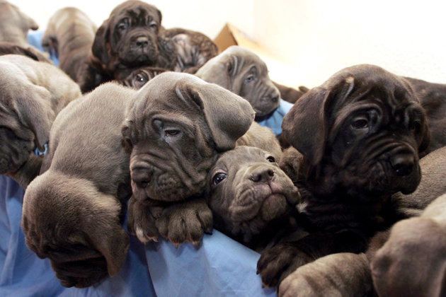 24 Neapolitan Mastiffs