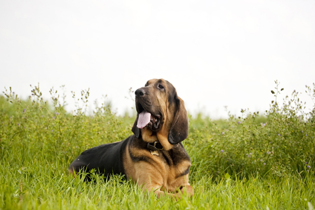 Meet 5 Dog Breeds That Put the 