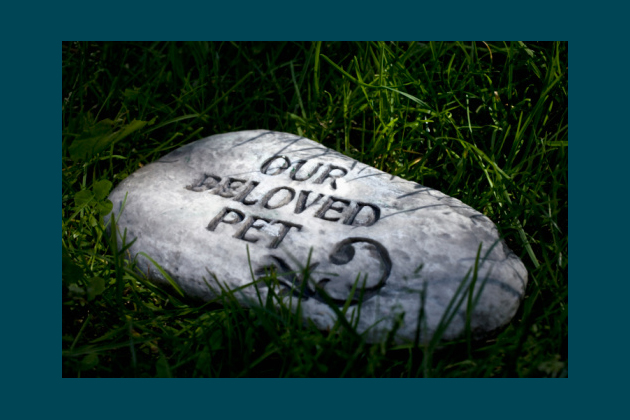 A Vet’s Perspective on Death