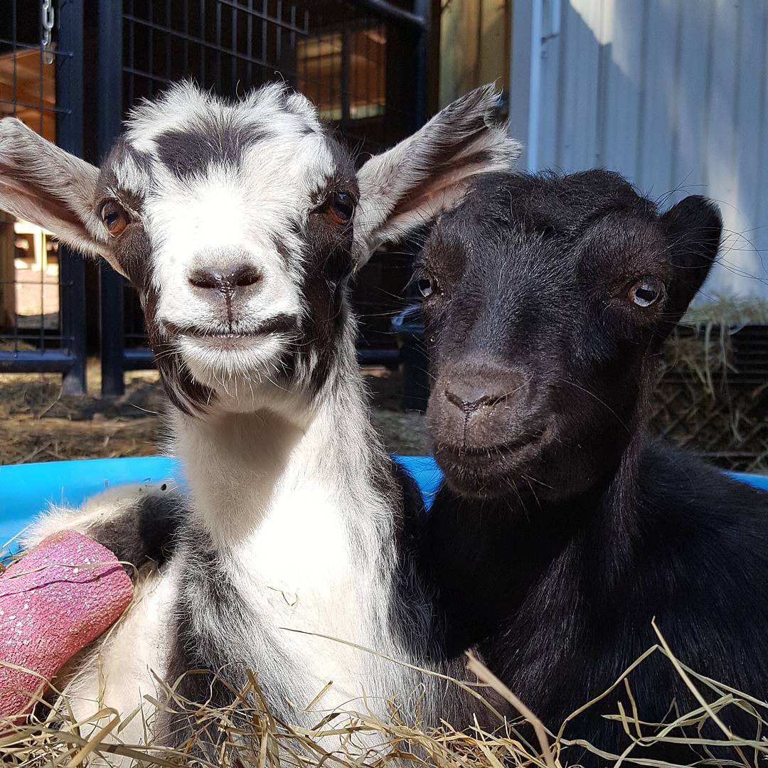 Our Favorite Goats on Instagram