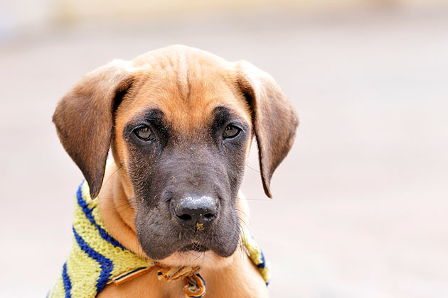 Consider Size, Breeds and Needs