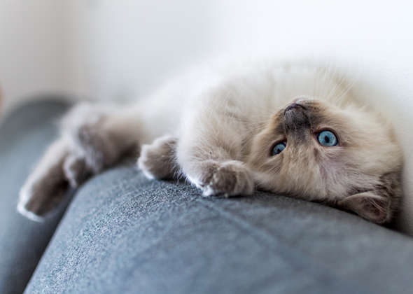 Most Popular Kitten Names of 2016