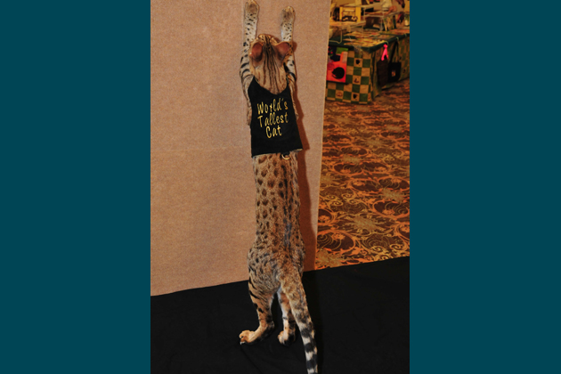 Savannah Islands Trouble, the World's Tallest Cat 