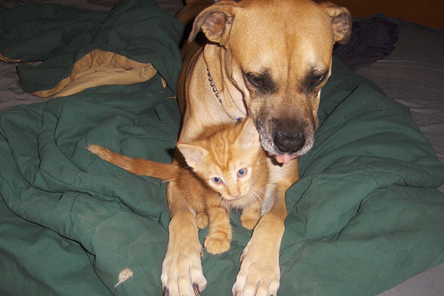 6. Bertha and Mango