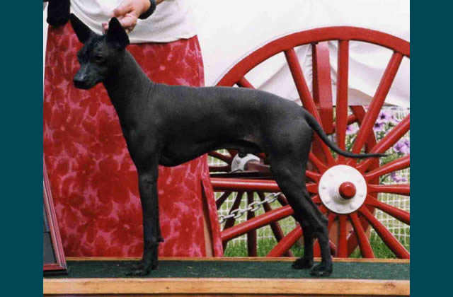 Xoloitzcuintli