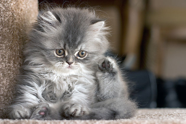 Finding the Right Kitten