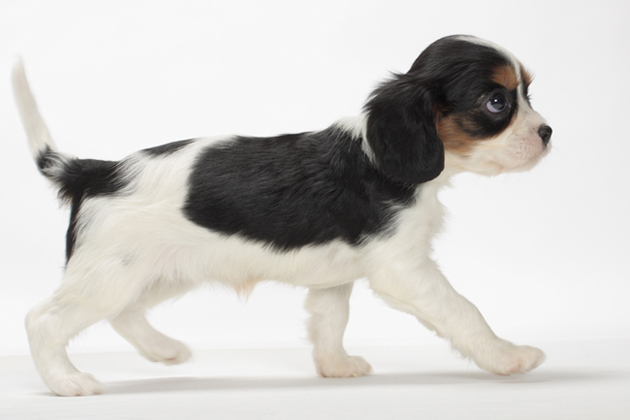 Cavalier King Charles Spaniel — Little Lovebug